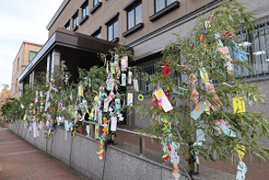 たなばた笹飾り
(神戸事業所、2023年7月)